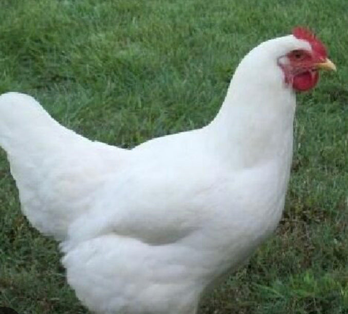 White Rock Young Hen