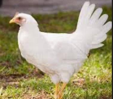 White Leghorn Pullet
