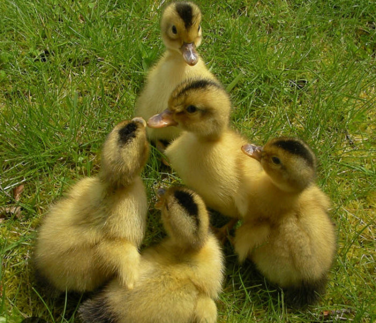 Silver Appleyard Ducklings-Straight Run