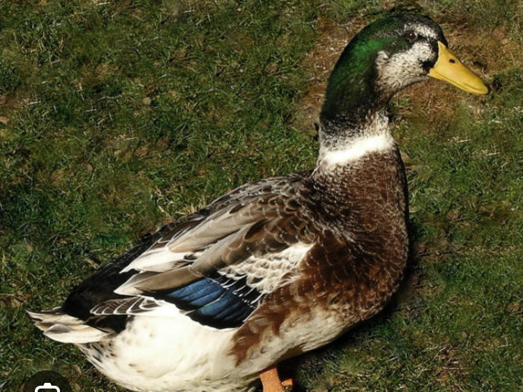 Silver Appleyard Young Drake