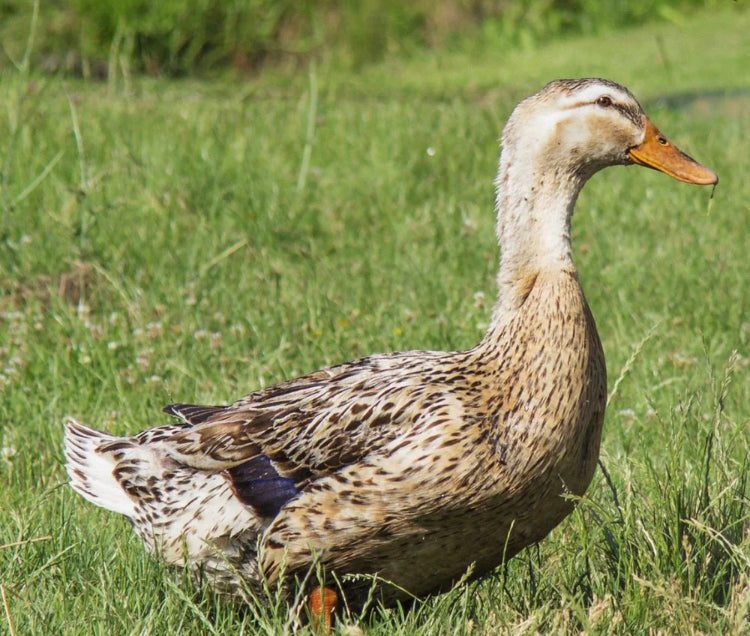 Silver Appleyard Young Hen