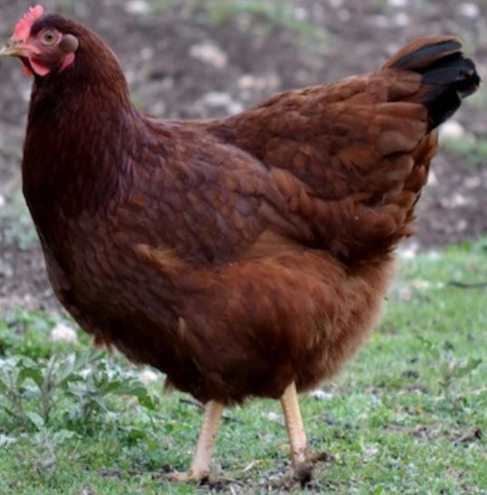 Rhode Island Red Pullet