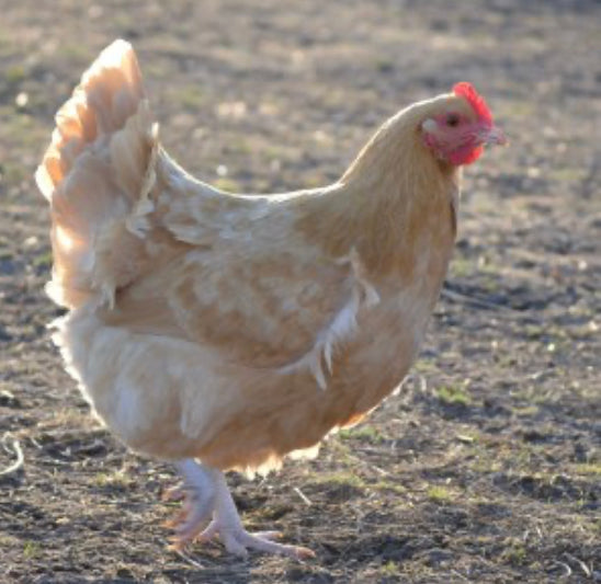 Buff Orpington Pullet