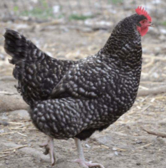 Barred Rock Pullet