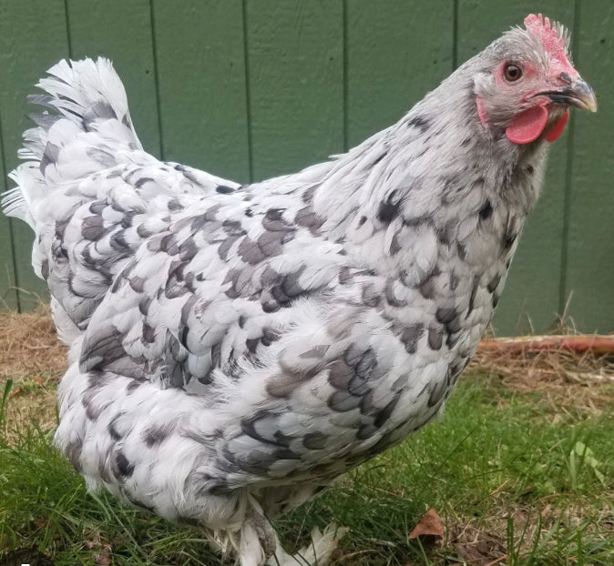 Splash Maran Pullet