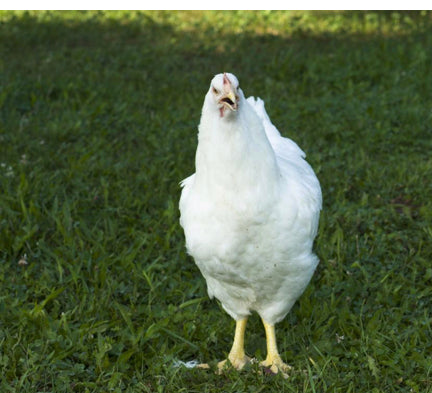 White Rock Pullet