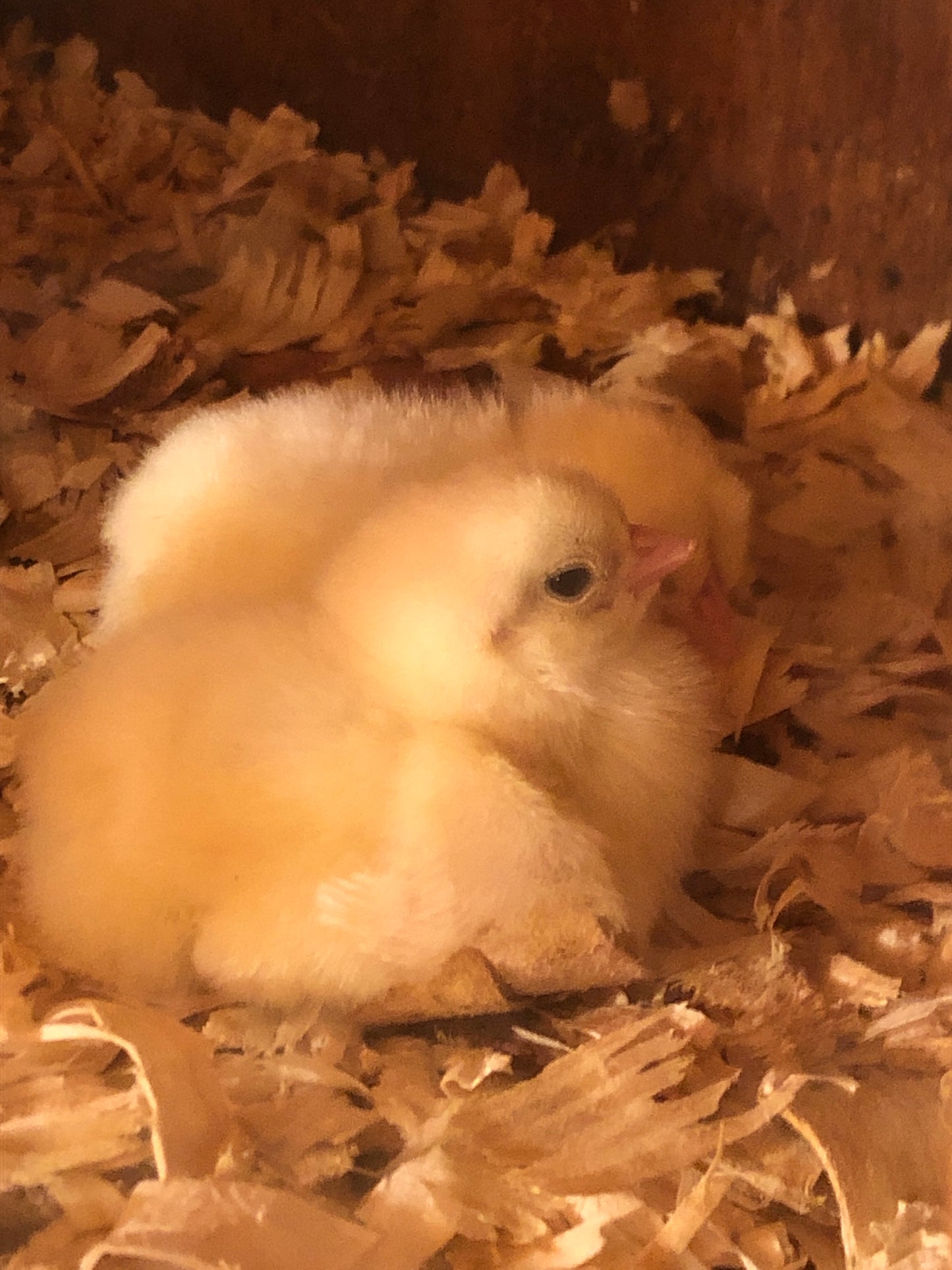 White Rock Chicks