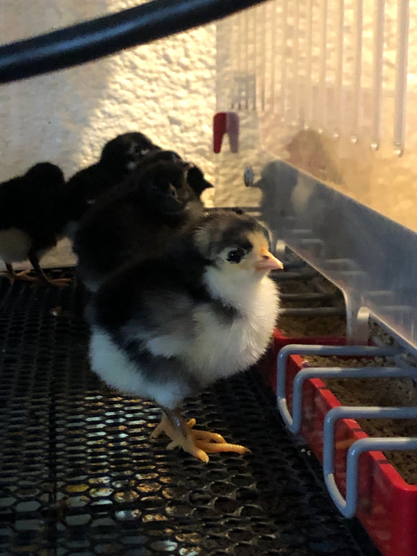 Black Australorp Chicks
