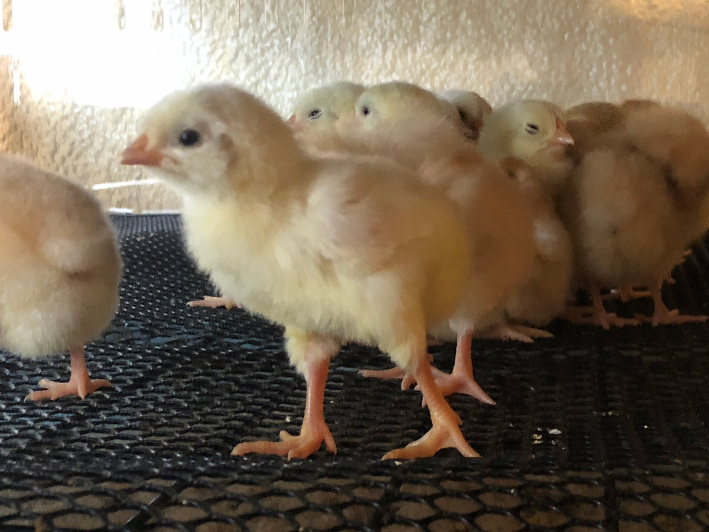White Leghorn Chicks