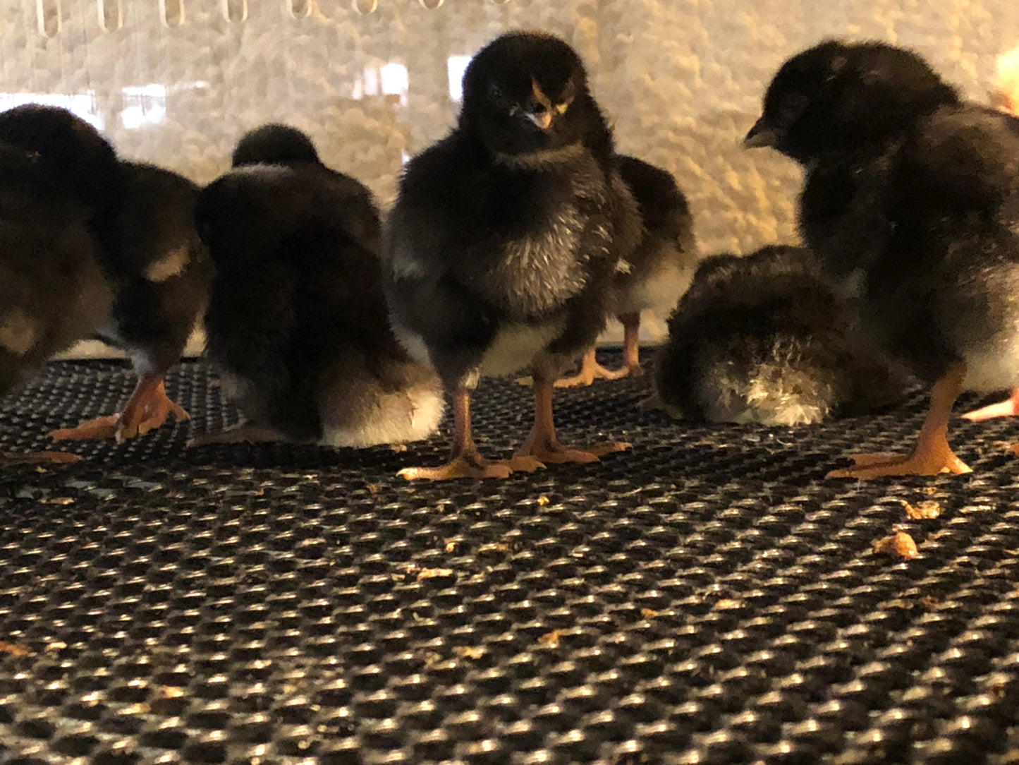 Barred Rock Chicks