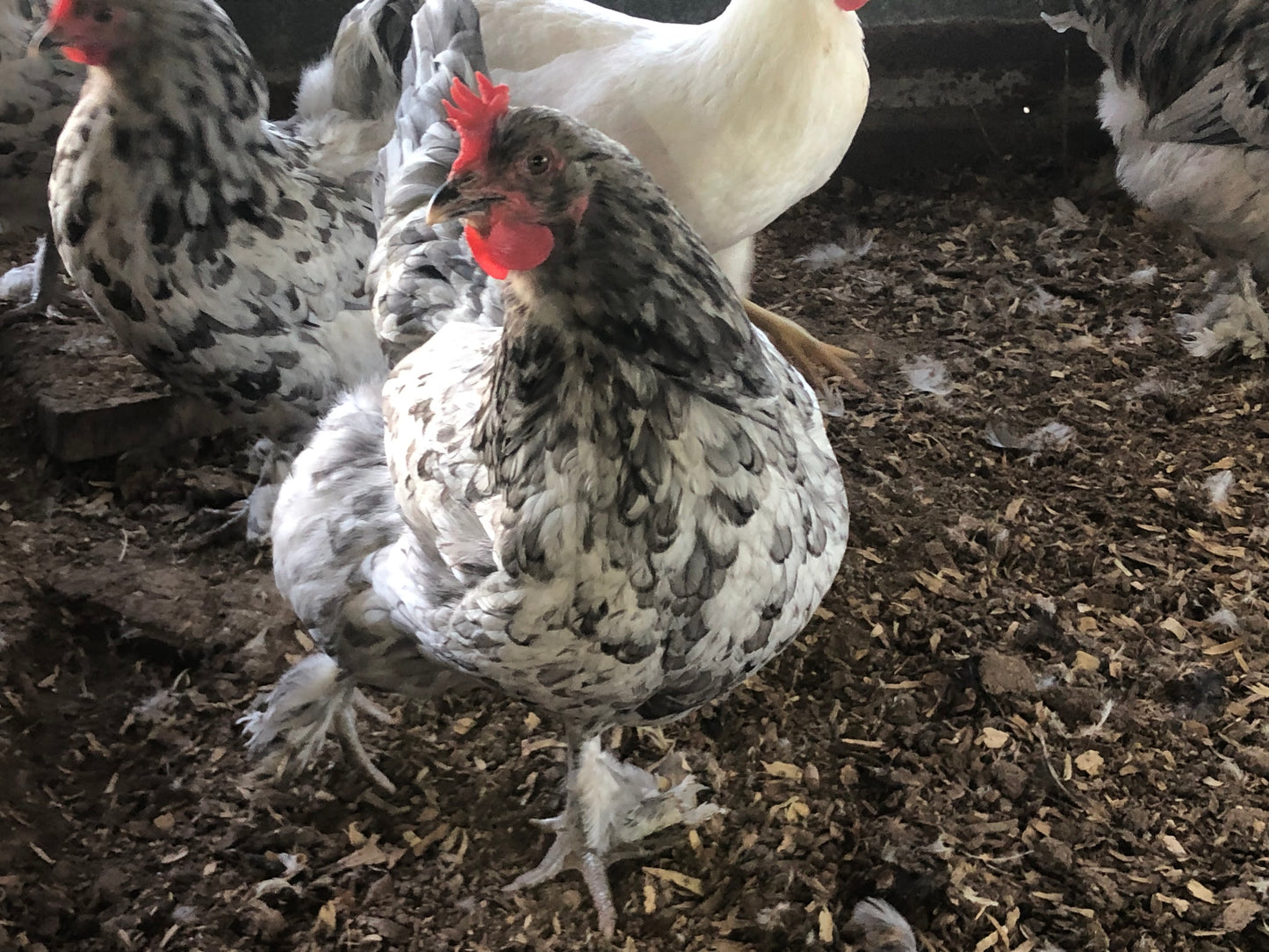 Splash Maran Young Hen