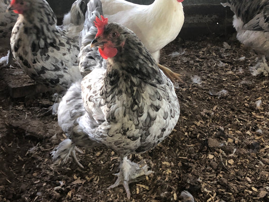 Splash Maran Young Hen