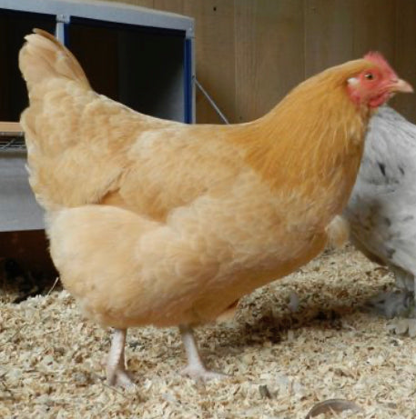 Buff Orpington Young Hen