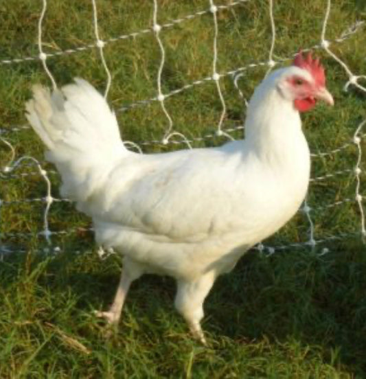 White Leghorn Young Hen