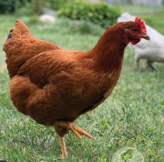 New Hampshire Red Young Hen