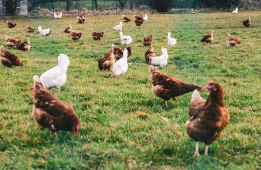 B- Started Pullets