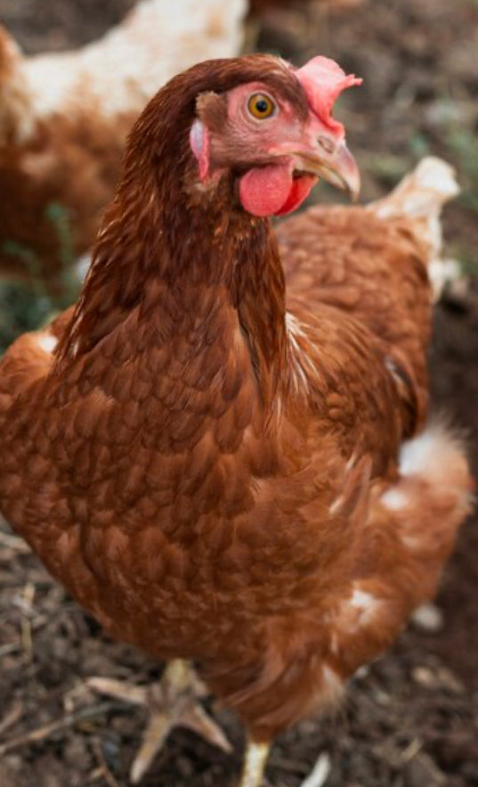 D- Point-of-Lay Hens