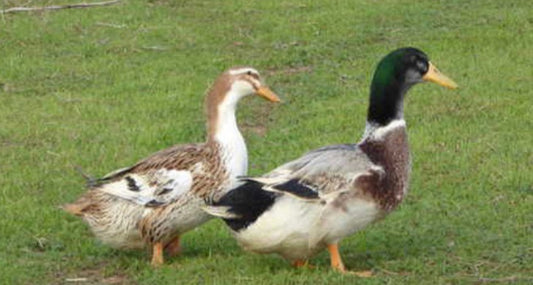 E- Silver Appleyard Ducks