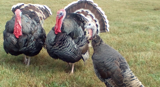 F- Turkeys