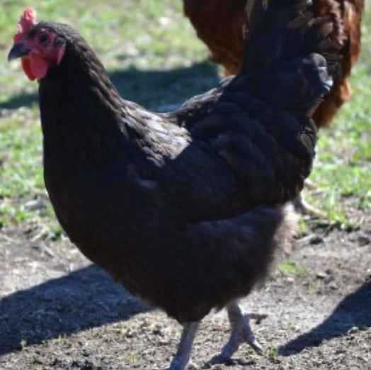 D- Point-of-Lay Hens