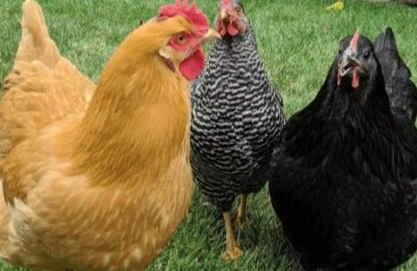 D- Point-of-Lay Hens