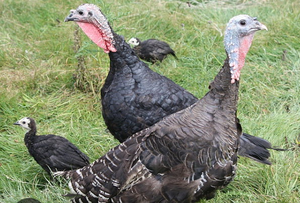 F- Turkeys