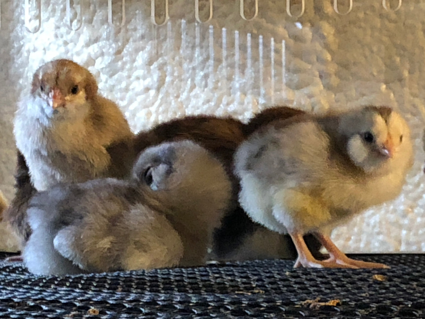 A- Straight run day-old chicks