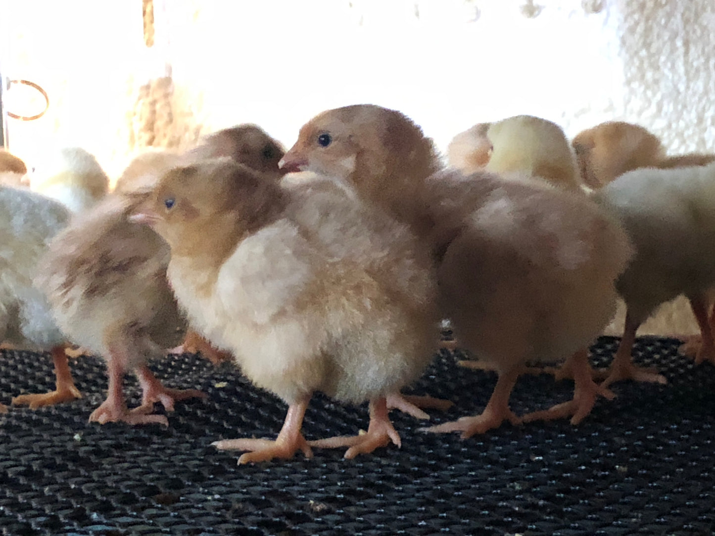 A- Straight run day-old chicks